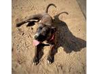 Adopt DELILAH a Brindle Staffordshire Bull Terrier / Mixed dog in Murrieta