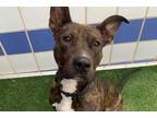 Adopt TIVA a Brindle Plott Hound / Mixed dog in Austin, TX (33029578)