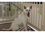Adopt a White German Shepherd Dog / Jindo / Mixed dog in Corona, CA (33030967)