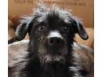 Adopt Luca a Black Dachshund / Mixed dog in Jamestown, CA (33032895)