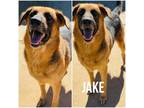 Adopt Jake a German Shepherd Dog, Hound