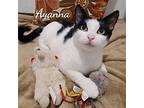 Ayanna, Domestic Shorthair For Adoption In Naugatuck, Connecticut