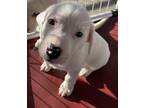 Laverne Great Pyrenees Puppy Female