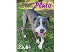 Pluto Pit Bull Terrier Young Male