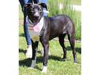 Abira 34186 Pointer Young Female