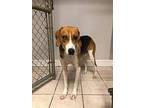Jed Treeing Walker Coonhound Adult Male