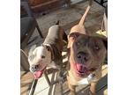 Petunia and Snoopy American Staffordshire Terrier Young Female