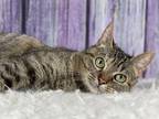 Adopt Becca a Domestic Shorthair / Mixed cat in Anoka, MN (33041359)