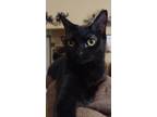 Adopt Jade a All Black American Shorthair (short coat) cat in Lakeland