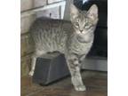 Adopt Bonnie a Gray, Blue or Silver Tabby Domestic Shorthair (short coat) cat in