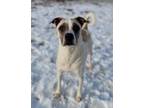 Adopt Reese a White Anatolian Shepherd / Boxer / Mixed dog in Evans