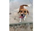 Adopt Justine a Tan/Yellow/Fawn Beagle / Mixed dog in Columbia, SC (33042151)
