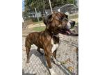 Adopt Kilogram a Boxer / Mastiff / Mixed dog in Washburn, MO (33047582)