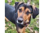 Adopt Ben a Black - with Tan, Yellow or Fawn Plott Hound / Black and Tan