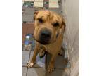 Adopt Tyson a Brown/Chocolate Shar Pei / Mixed dog in Albemarle, NC (33045849)