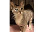 Adopt Beth a Gray, Blue or Silver Tabby Domestic Shorthair / Mixed (short coat)
