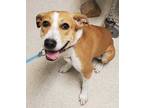 Adopt BUTTER a Tan/Yellow/Fawn - with White Beagle / Mixed dog in Bakersfield