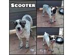 Adopt Scooter a White - with Tan, Yellow or Fawn Blue Heeler / Mixed Breed