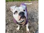 Adopt ROXIE a White - with Tan, Yellow or Fawn Boxer / American Staffordshire