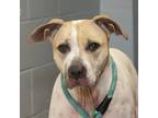 Adopt Cranberry a White - with Tan, Yellow or Fawn Pit Bull Terrier / Mixed dog
