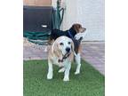 Adopt Doritos a Tricolor (Tan/Brown & Black & White) Beagle / Mixed dog in Las