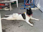 Adopt MONA a White - with Brown or Chocolate Akita / Mixed dog in Alameda