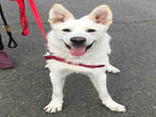 Adopt BELAMI a White German Shepherd Dog / Collie / Mixed dog in Alameda