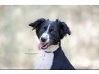 Adopt PIXIE a Black - with White Border Collie / Australian Shepherd / Mixed dog