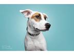 Adopt Franny a White - with Tan, Yellow or Fawn Jack Russell Terrier / Terrier