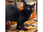 Adopt Albany a Bombay, American Shorthair