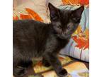 Adopt "R" Kittens, Remington & Ruker a Bombay, American Shorthair