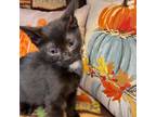 Adopt Raleigh a Bombay, American Shorthair
