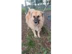Adopt Tank a Great Pyrenees