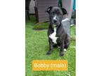 Adopt Bobby a Black - with White Labrador Retriever / Boxer / Mixed dog in