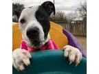 Adopt Cobweb a Pointer / Dalmatian / Mixed dog in Austin, TX (33056895)