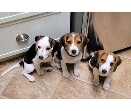 Purebred Beagle Puppies is a Female Beagle Puppy For Sale in Surrey BC