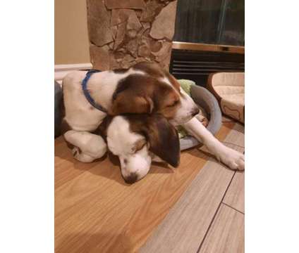 Purebred Beagle Puppies is a Female Beagle Puppy For Sale in Surrey BC