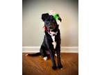 Adopt Mitzi a Black - with White Border Collie / Mixed dog in greenville