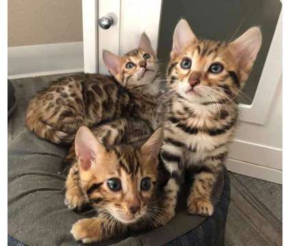 T.I.C.A and C.F.A Bengal Kittens is a Female Bengal Young For Sale in Belfair WA