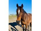 Sweet Thoroughbred mare