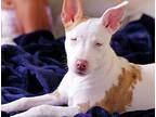 Clarice Starling (TX) Bull Terrier Adult Female