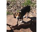 Beagley Beagle Puppy Male