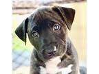 Glory Pit Bull Terrier Puppy Female