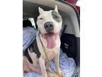 Buford Pit Bull Terrier Male