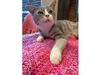 KITTY Domestic Shorthair Young Male