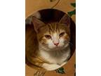 Pebbles American Shorthair Young Male