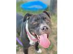 Ziggy American Staffordshire Terrier Adult Male