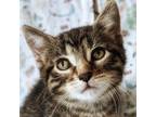 RAVIOLI Domestic Shorthair Kitten Male