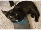 Mono (bonded with Six) Domestic Shorthair Kitten Male