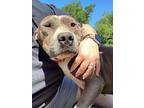 Isela American Staffordshire Terrier Young Female